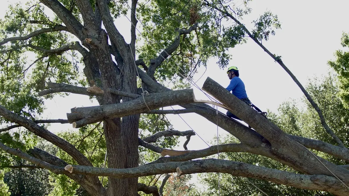 Professional Crown Thinning performed by certified arborists in Clark